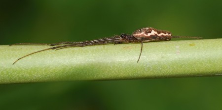 Tetragnatha nigrita